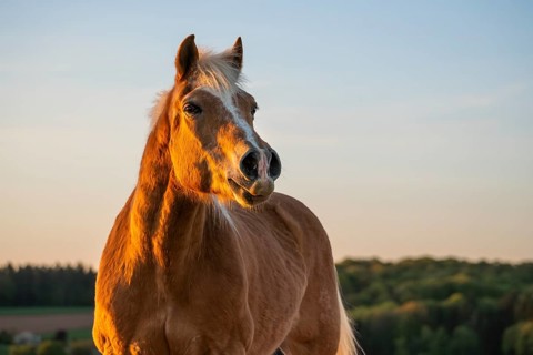 Horse, Haflinger, gelding, portrait, evening sun
