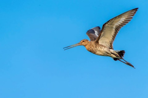 Black-tailed Godwit (Limosa limosa) in flight, Dümmer, Lembruch, Lower Saxony, Germany