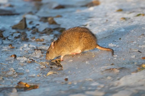 European brown rat (Rattus norvegicus) adult animal searching for food on ice of a frozen lake in