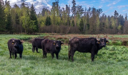 Bavaria, Bubalus Arnee, Even-töd Ungulate, Upper Palatinate, Paarhufer, Tirschenreuth, Waldnaab,