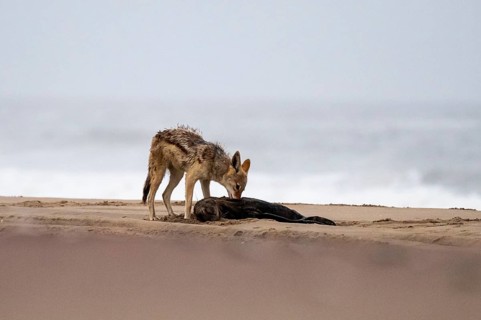 Black-backed jackal (Canis mesomelas) feeding on a dead seal on the beach, Atlantic coast, Namib