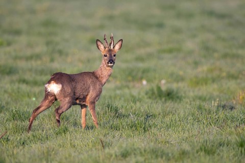 Roebuck (Capreolus capreolus) antlers, Vechta, Lower Saxony, Germany