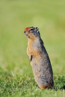 A Columbia ground squirrel (Urocitellus columbianus, Spermophilus columbianus) stands upright in a