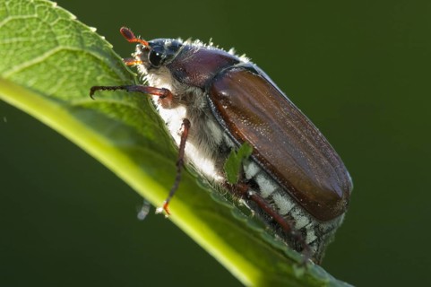 Animals, insects, cockchafers, field cockchafers, biotope, habitat, feeds on, (Melolontha