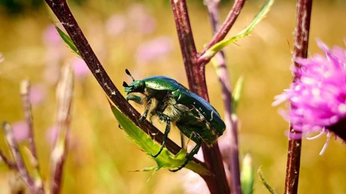 A close-up of a metallic green rose chafer (Cetonia aurata) on a plant stem in a summery setting,