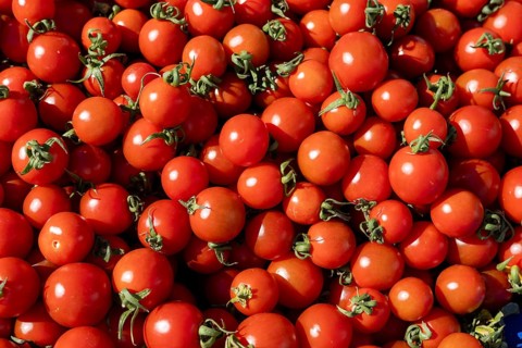 A lot of ripe, organic cherry tomatoes in a vibrant red color