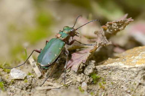Acari, arachnida, carabidae, cicindela campestris, field sandground beetle, field sandstrider,