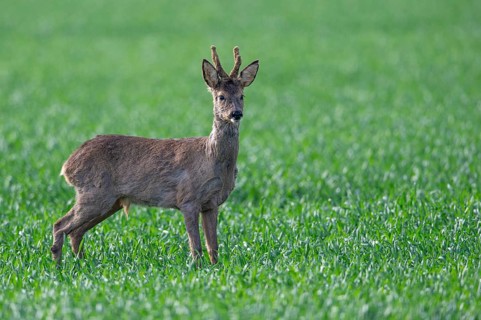 Roe deer (Capreolus capreolus), Oldenburger Münsterland, Vechta, Lower Saxony, Germany