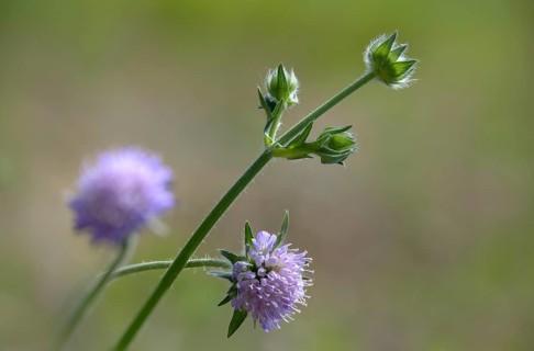 Field widow flower, asteraceae, dipsacaceae, tidal plant, knautia arvensis, daisy flower, meadow