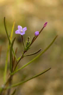 Epilobium parviflorum, hoary willowherb, small flowered fireweed, flora, high size, portrait,