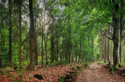 A quiet forest trail with tall trees and green foliage that creates a peaceful atmosphere, hiking