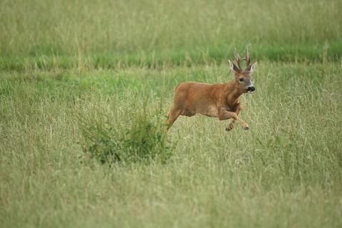 Roe deer (Capreolus capreolus) : a powerful buck leaps across a meadow during the rutting season,