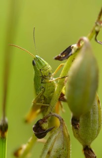 Acrididae, Caelifera, Chorthippus montanus, field locusts, gomphocerinae, grasshoppers,
