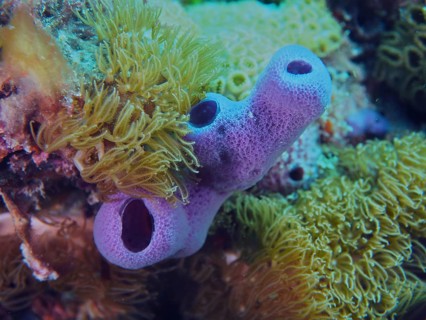 Purple tube sponge (Callyspongia fallax) in a vibrant underwater environment teeming with corals,