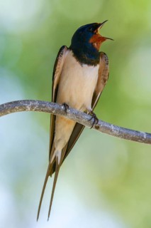 Hirundo rustica, barn swallow, birds, song, high size, portrait format, passeri, swallows, singing,