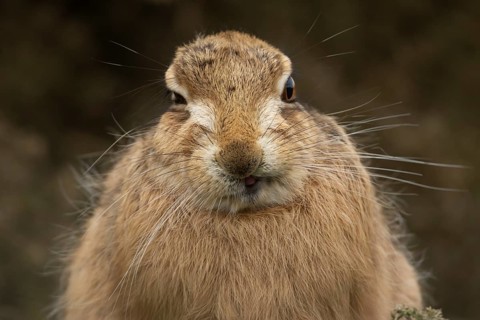 European brown hare (Lepus europaeus) adult animal head portrait, England, United Kingdom