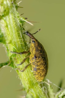 Thistle weevil, larinus cf sturnus, larinus sturnus, weevil, beetle, coleoptera, high size,