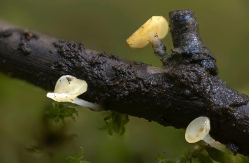 Beardless nail cup, bearded submers-stem cup, hymenoscyphus imberbis, fungi, fungi, mushrooms