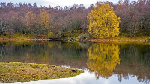 A birch tree (Betula) with its autumnal colours is reflected in a lake, Aviemore, Scotland, United