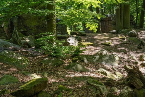 Rocks in green beech forest, Ore Mountains, Czech Republic, May 2024