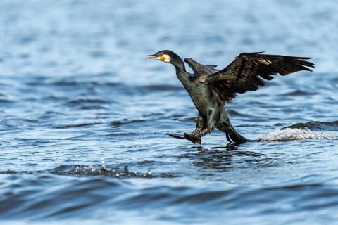 A cormorant (Phalacrocorax carbo) landing, Lembruch, Lower Saxony, Germany