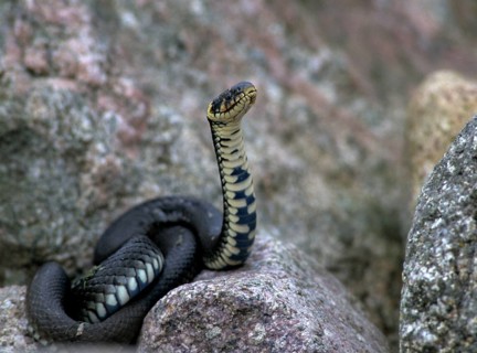 Grass Snake, Natrix Natrix, Grass Snake, Critters, Reptilia, Reptiles, Ringed Snakes, Snakes, Water