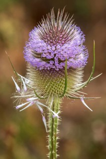 Wild teasel (Dipsacus fullonum), in flower, Baden-Württemberg, Germany
