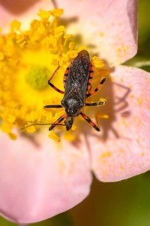 Ringed murder bug, heteroptera, murder bug, reduviidae, rhinocoris annulatus, high size, portrait