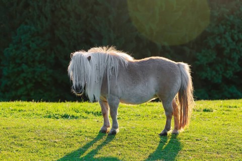 A Falabella horse stands in the backlight of the sun at the edge of a forest in a green pasture.