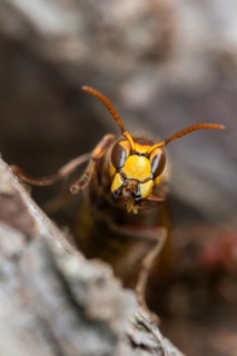 European hornet, hymenoptera, vespa crabro, wrinkle wasps, high size, portrait format, hornet,