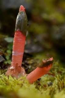 Corynites brevis, Corynites ravenelii, raspberry-red dog rod, mutinus brevis, mutinus ravenelii,