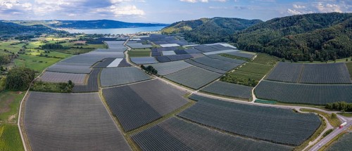 Fruit growing on Lake Constance. Apple orchards with protective nets against hail. Drone photo.
