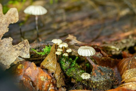 Collared Swindle, Marasmius Rotula, Collared Parachute, Fungus, Horse Hair Fungus, Little Wheel,
