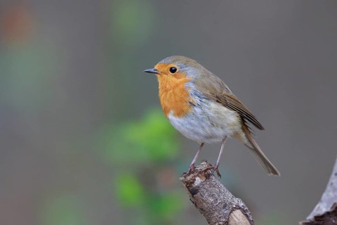 European Robin (Erithacus rubecula), North Rhine-Westphalia, Germany
