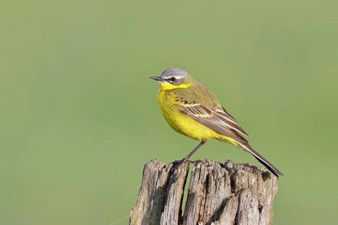 Yellow Wagtail (Motacilla flava) perched on a pasture fence post, Dümmer, Lake Dümmer, Ochsenmoor,