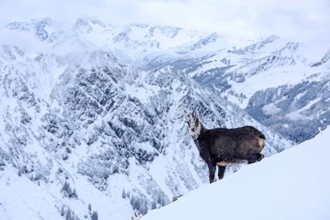 Animals, mammals, chamois, chamois in a winter landscape, (Rupicapra rupucapra), Alps, Italy, Alps,