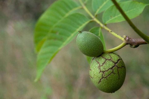 Real walnut, English walnut, Juglandaceae, Juglans regia, Madeira walnut, Persian walnut, walnut