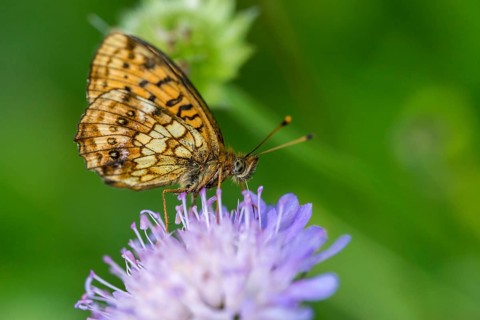 Brenthis Ino, Lesser Marbled Fritillary, Meadowsweet Pearl Butterfly, Purple Silver Butterfly,