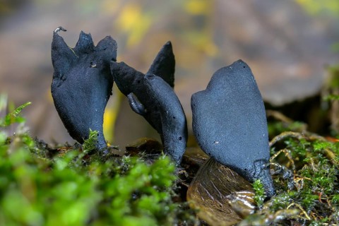Black finger mushroom, dead man's finger, wooden club, variable wooden club, multi-shaped wooden