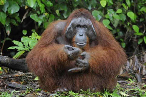 Animal, animals, mammal, mammals, monkey, monkeys, primates, orangutan, male, orangutan, Borneo,