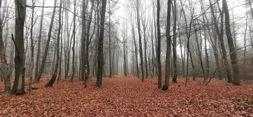 A foggy autumn forest covered with bare trees and brown foliage, Rennsteig, Frankenwald nature park