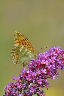 Emperor Moth (Argynnis paphia) on a flower panicle of summer lilac or butterfly bush (Buddleja
