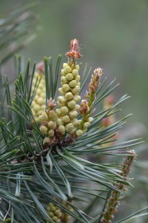 Baltic pine, forche, common pine, pine family, pinaceae, pinus sylvestris, red pine, scotch pine,