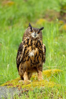 An eagle owl perched on a mossy hill, surrounded by tall grass, watching intently, eagle owl (Bubo