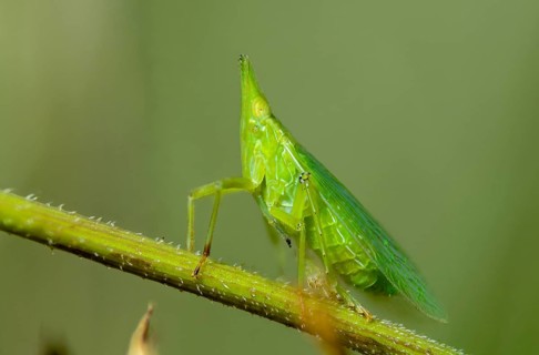 Dictyophara europaea, European lantern fly, European lantern bearer, lantern bearer, insects,