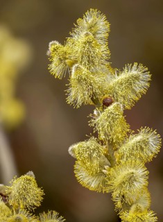 Hanging sage, kitten willow, palm willow, saal willow, salicaceae, salix caprea, salwillow, willow,