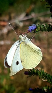 Yellow butterfly, white butterfly (Pieridae) on a pink flower in its natural habitat, close-up,
