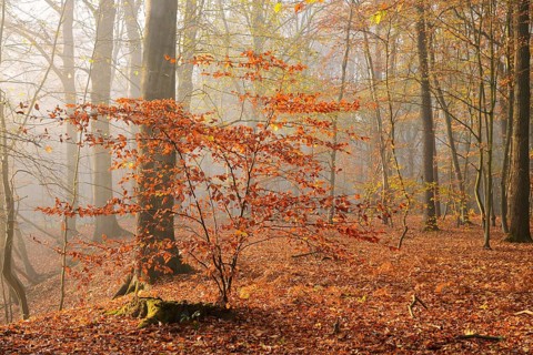 European beech trees (Fagus sylvatica) in a forest in autumn, North Rhine-Westphalia, Germany