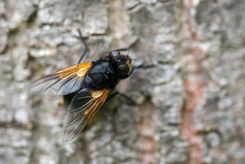Real flies, Mesembrina meridiana, muscidae, cattle fly, diptera, insects, noon fly, noonday fly,