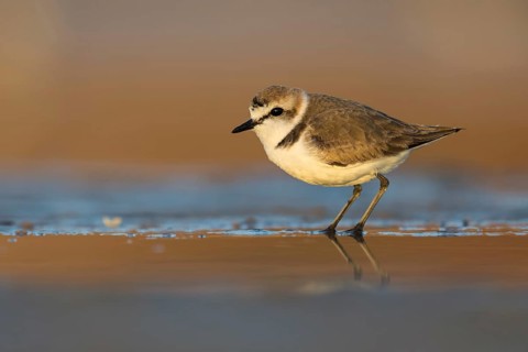 Kentish Plover (Charadrius alexandrinus) on beach, Fuerteventura, Spain